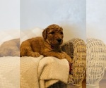 Small Photo #2 Double Doodle Puppy For Sale in ANDERSON, IN, USA