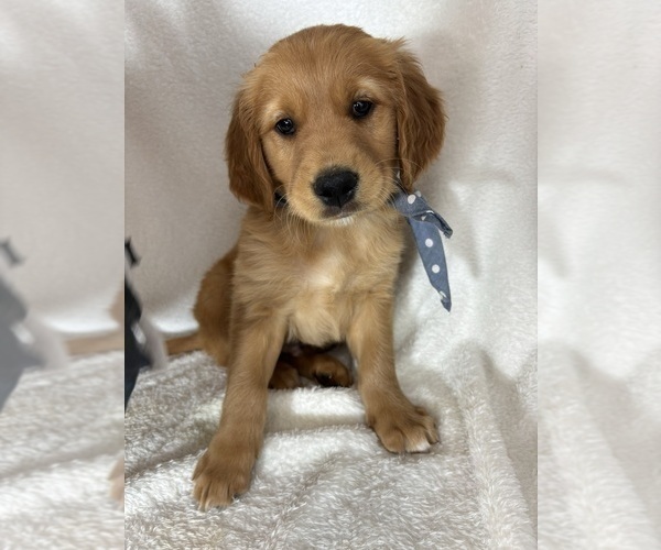Medium Photo #3 Golden Retriever Puppy For Sale in GREENFIELD, IN, USA