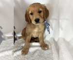 Small #2 Golden Retriever