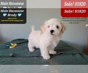 Havanese Puppy for sale in TUCSON, AZ, USA