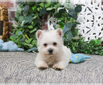 Small #4 West Highland White Terrier