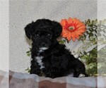 Small Photo #3 -Poodle (Toy) Mix Puppy For Sale in GAP, PA, USA