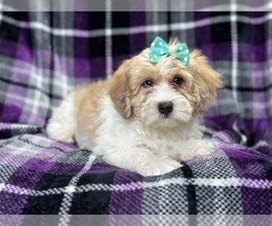 Lhasa-Poo Puppy for sale in LAKELAND, FL, USA