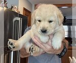 Small Photo #158 Labrador Retriever Puppy For Sale in HIGH POINT, NC, USA