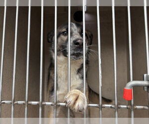 Gerberian Shepsky Dogs for adoption in Oklahoma City, OK, USA