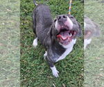 Small #1 American Pit Bull Terrier Mix