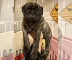 Small #4 Pug