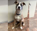 Small Boxer Mix