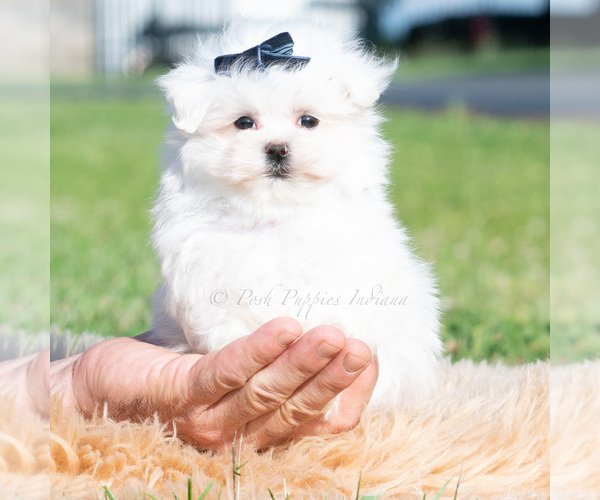 Medium Photo #33 Maltese Puppy For Sale in WARSAW, IN, USA