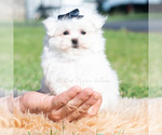 Small #5 Maltese