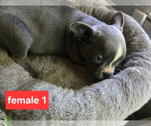 Medium Photo #2 Faux Frenchbo Bulldog Puppy For Sale in ROSCOMMON, MI, USA