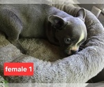Small #1 Faux Frenchbo Bulldog