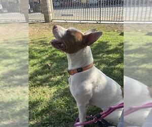 Mutt Dogs for adoption in Riverside, CA, USA