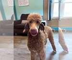 Small #5 Poodle (Standard)