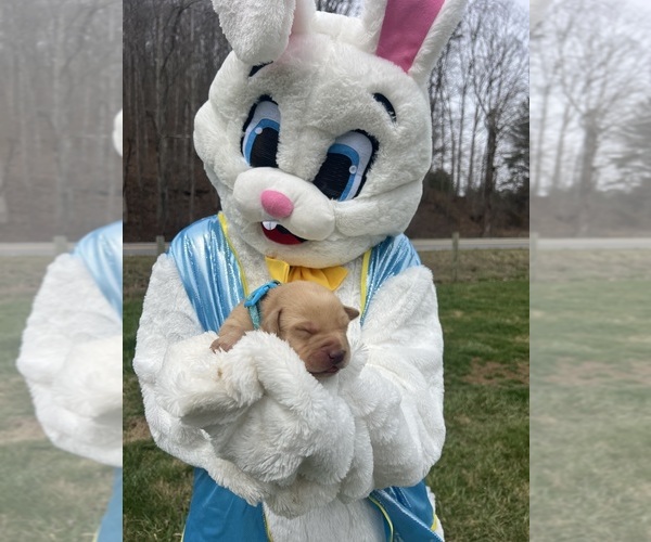 Medium Photo #5 Labrador Retriever Puppy For Sale in NEOLA, WV, USA