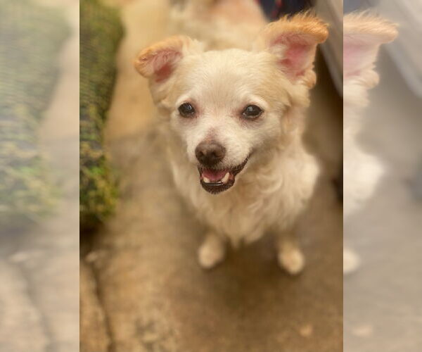 Medium Photo #1 Chihuahua-Unknown Mix Puppy For Sale in Newport Beach, CA, USA