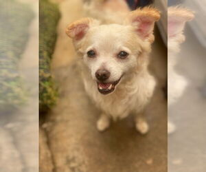 Chihuahua-Unknown Mix Dogs for adoption in Newport Beach, CA, USA
