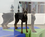 Small #3 Doberman Pinscher