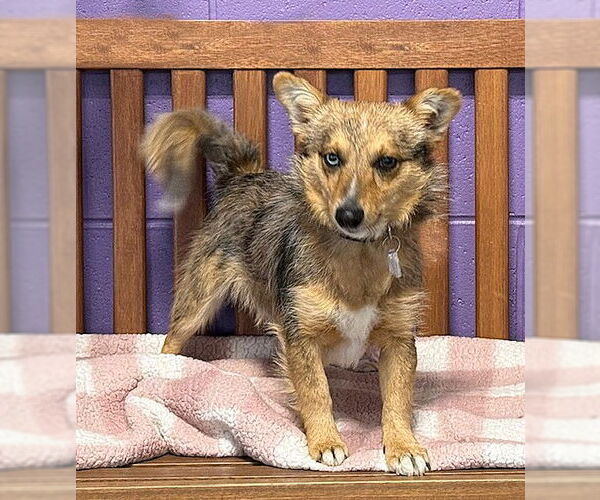 Medium Photo #2 Mutt Puppy For Sale in Genesee, WI, USA