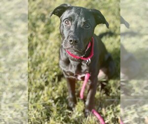 Labrador Retriever-Unknown Mix Dogs for adoption in Oakhurst, NJ, USA