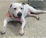 Small #1 American Pit Bull Terrier Mix