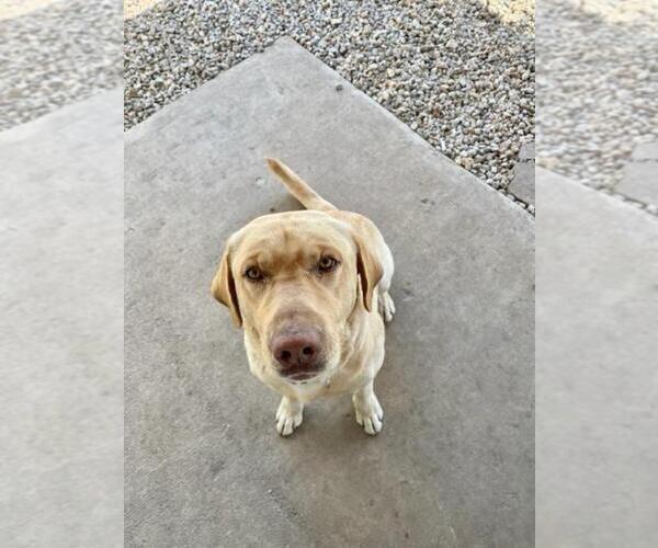 Medium Photo #1 Labrador Retriever Puppy For Sale in BARNETT, MO, USA