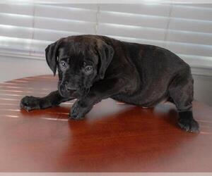 Cane Corso Puppy for sale in FRESNO, CA, USA