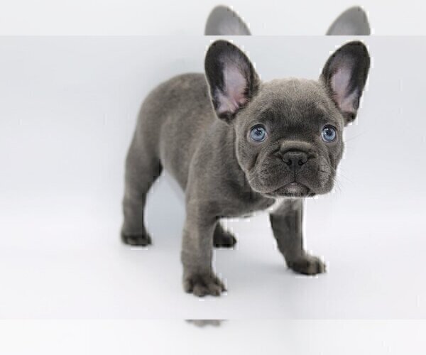 Medium Photo #4 French Bulldog Puppy For Sale in GREAT FALLS, VA, USA
