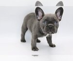 Small Photo #4 French Bulldog Puppy For Sale in GREAT FALLS, VA, USA