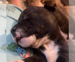 American Staffordshire Terrier-Unknown Mix Dogs for adoption in San Antonio, TX, USA