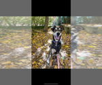 Small #5 Huskies  Mix