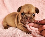 Small French Bulldog