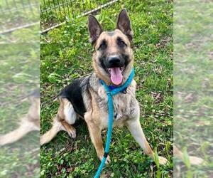 German Shepherd Dog Dogs for adoption in Sacramento, CA, USA