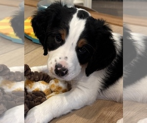 Medium Australian Shepherd-Bernedoodle Mix