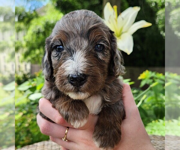 Medium Photo #4 F2 Aussiedoodle Puppy For Sale in COLUMBIA, TN, USA