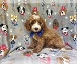 Small #1 Cavapoo