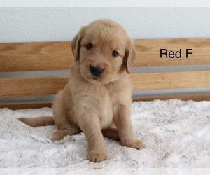 Golden Retriever Puppy for Sale in GREENEVILLE, Tennessee USA