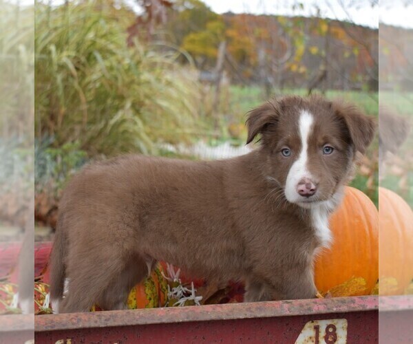 Medium Photo #4 Collie Puppy For Sale in PAXINOS, PA, USA