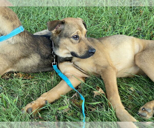 Medium Photo #3 German Shepherd Dog-Unknown Mix Puppy For Sale in Brewster, NY, USA