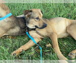 Small #2 German Shepherd Dog Mix