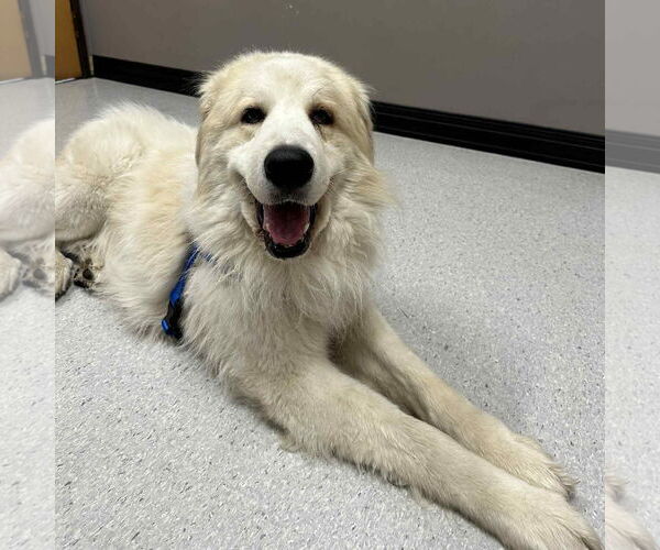 Medium Photo #4 Great Pyrenees-Unknown Mix Puppy For Sale in Fargo, ND, USA