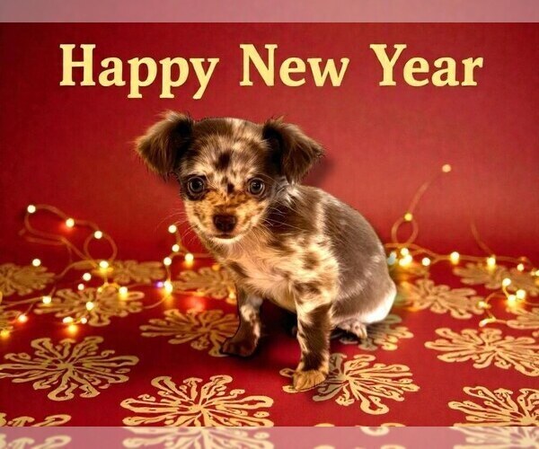 Medium Photo #16 Chihuahua Puppy For Sale in CHARLESTON, AR, USA