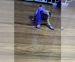 Medium Pug