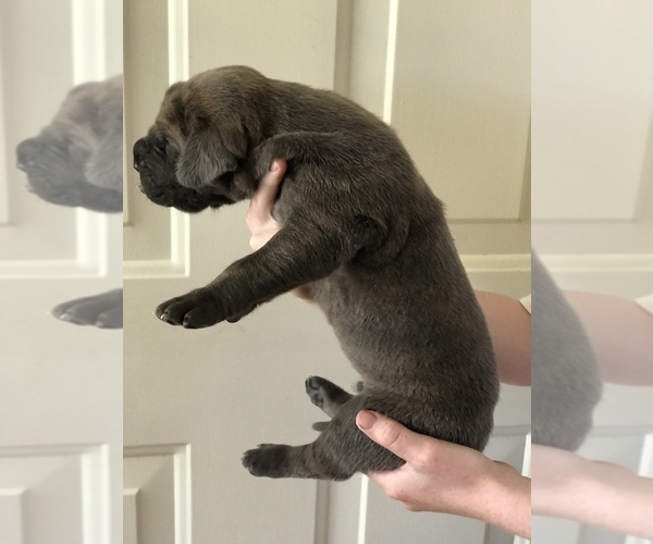 Medium Photo #2 Great Dane Puppy For Sale in MARTINEZ, CA, USA