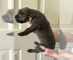Small Photo #2 Great Dane Puppy For Sale in MARTINEZ, CA, USA