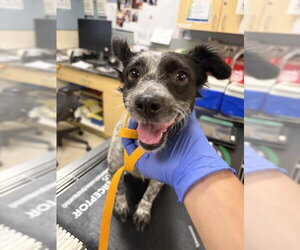 Chihuahua-Unknown Mix Dogs for adoption in Riverside, CA, USA