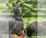 Small Photo #7 German Shepherd Dog Puppy For Sale in SALUDA, SC, USA