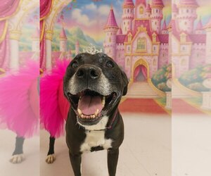 Boxer-Unknown Mix Dogs for adoption in Houston, TX, USA