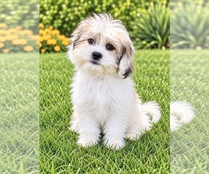 Zuchon Puppy for sale in FAIR HAVEN, MI, USA