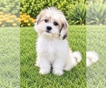 Oliver - Male Zuchon Puppy for Sale - Small photo